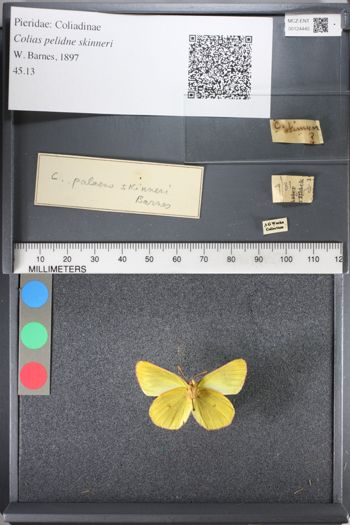 Media type: image;   Entomology 124445